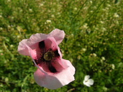 Papaver dubium stevenianum