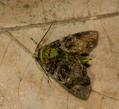 Drobeta