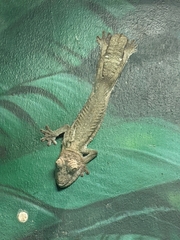 Uroplatus henkeli