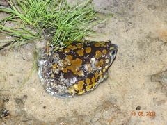 Dermatonotus muelleri