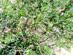 Ononis tridentata