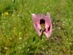 Papaver dubium stevenianum
