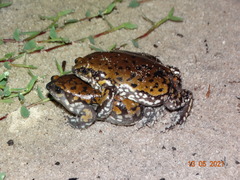 Dermatonotus muelleri