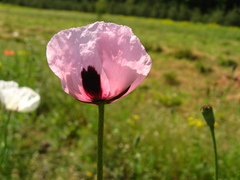 Papaver dubium stevenianum