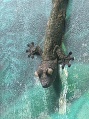 Uroplatus henkeli