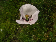 Papaver dubium stevenianum