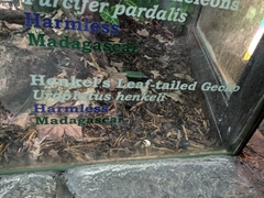 Uroplatus henkeli