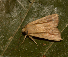 Leucania inconspicua