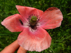 Papaver dubium stevenianum