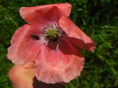 Papaver dubium stevenianum