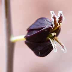 Streptanthus glandulosus glandulosus