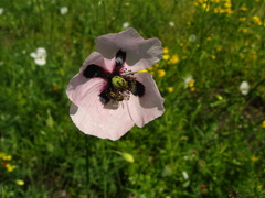 Papaver dubium stevenianum