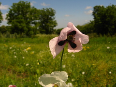 Papaver dubium stevenianum