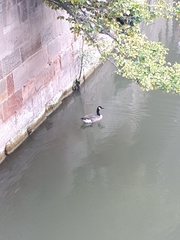 Branta canadensis