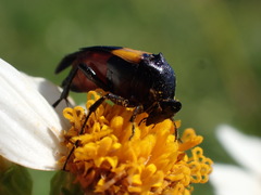 Macrosiagon flavipennis