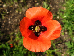 Papaver tichomirovii