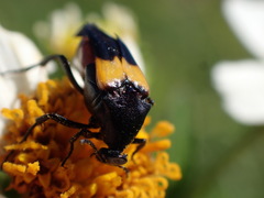 Macrosiagon flavipennis