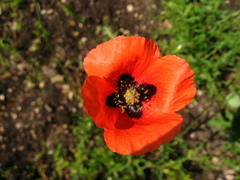 Papaver tichomirovii