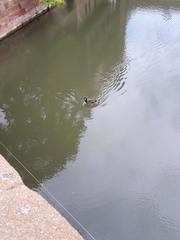 Branta canadensis