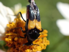 Macrosiagon flavipennis