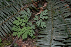 Dicentra formosa