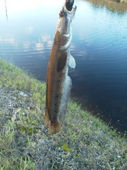 Channa aurolineata