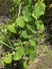 Tessiner Rebe (Vitis labrusca): Herkunft und Verwendung — Foto 2