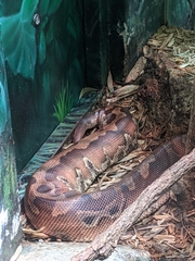 Python brongersmai