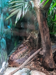 Python brongersmai