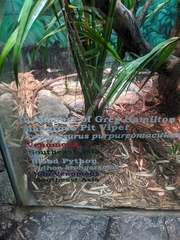 Python brongersmai