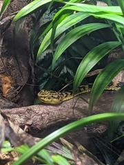 Trimeresurus mcgregori