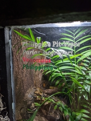 Trimeresurus mcgregori