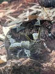 Bitis nasicornis