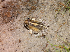 Physalaemus kroyeri