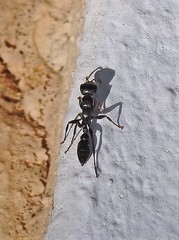 Pseudomyrmex phyllophilus