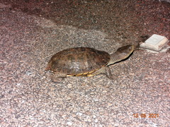 Mesoclemmys tuberculata