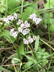 Valeriana dioica
