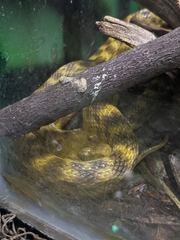 Madagascarophis colubrinus