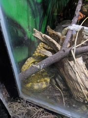 Madagascarophis colubrinus