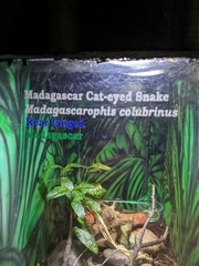 Madagascarophis colubrinus
