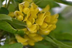 Laburnum anagyroides