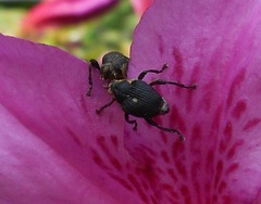 Mononychus punctumalbum