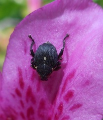 Mononychus punctumalbum