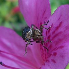 Mononychus punctumalbum