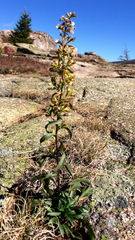 Solidago randii