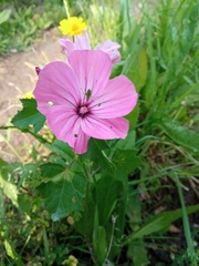Malva trimestris