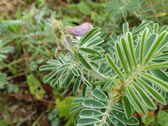 Tephrosia egregia
