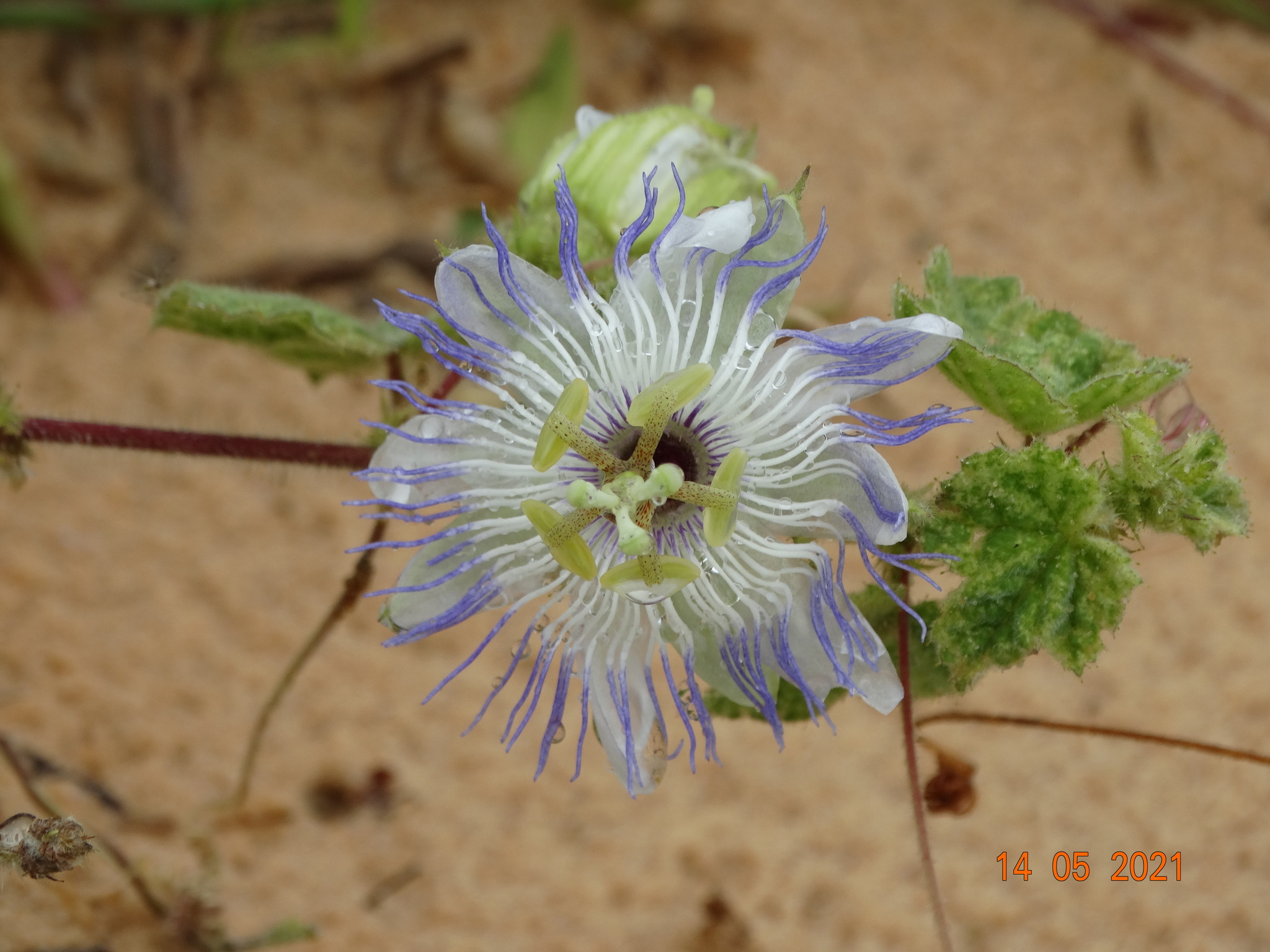 Passiflora foetida