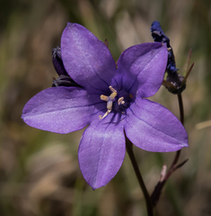Wahlenbergia krebsii