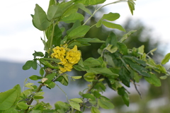 Laburnum anagyroides